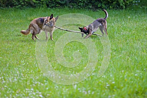 Belgian Shepherd Malinois 9 months old and German Shepherd playing with a stick