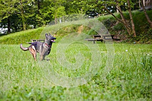 Belgian Shepherd Malinois 9 months running