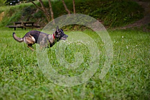 Belgian Shepherd Malinois 9 months running