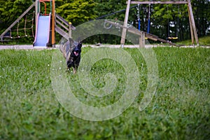 Belgian Shepherd Malinois 9 months running