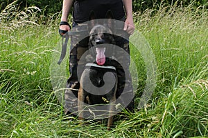 Belgian shepherd malinois attentive to the orders of his master sitting between the legs in protection photo