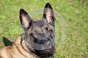 A belgian shepherd Malinois dog with muzzle looking towards us