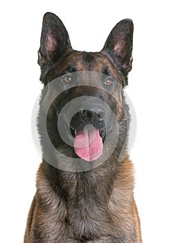 Belgian shepherd malinois