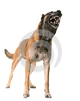 Belgian shepherd malinois