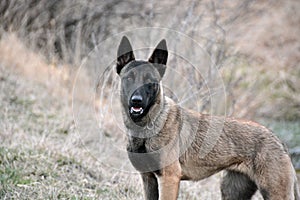 Belgian shepherd
