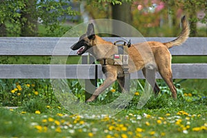 Belgian Shepherd Malinois on green grass.