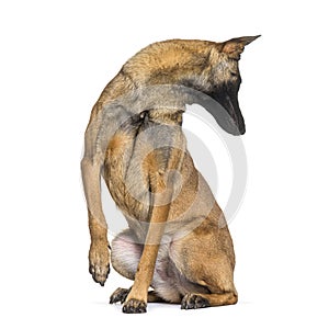 Belgian shepherd Malinois looking backwards curiously