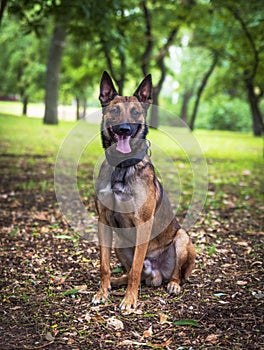 Belgian Shepherd Malinois with open mouth sitting on the green g