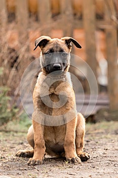 Muro. el perro basura. en negocios el perro casa de perro. lindo pequeno cachorros externo 