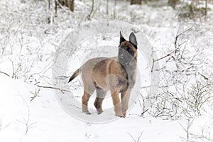 Belgian Shepherd Malinois