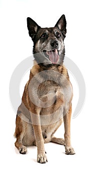 Belgian shepherd malinois seated