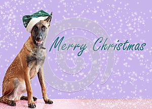 Belgian Shepherd Malinois sits with a green elf hat on his head in the snow happy Christmas card