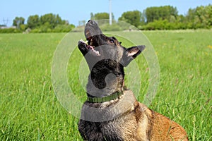 Belgian shepherd malinois
