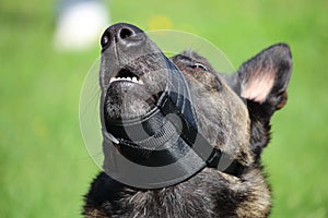 Belgian shepherd with a muzzle in fabric