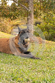 Belgian shepherd resting on a green lawn, with an orange ball in its mouth, during a peaceful sunset
