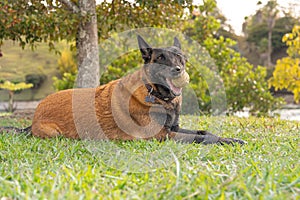 Belgian shepherd resting on a green lawn, with an orange ball in its mouth, during a peaceful sunset