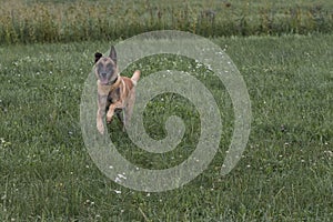 Belgian shepherd runs through the meadow.