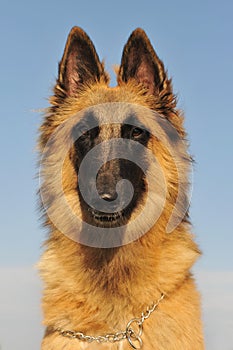 Belgian shepherd tervueren