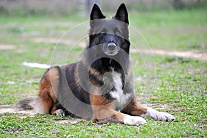 Belgian shepherd tervueren