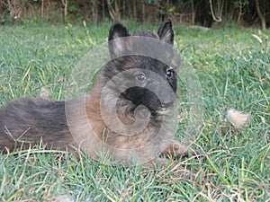 Belgian Shepherd Tervueren