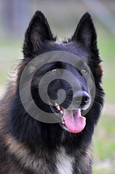 Belgian shepherd tervueren