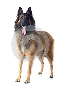 Belgian shepherd tervueren