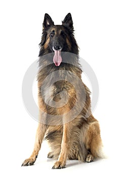 Belgian shepherd tervueren