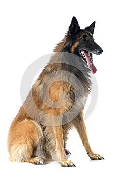 Belgian shepherd tervueren