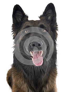 Belgian shepherd tervuren