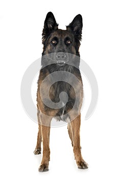 Belgian shepherd tervuren