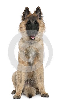 Belgian shepherd, Tervuren, 5 months old, sitting