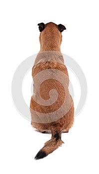 Belgian shepherd type dog on the back