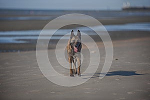 Belgian Shepherd walking on sand beach