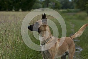 Belgian shepherd young dog portrait on summer meadow