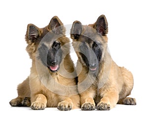 Belgian Tervuren Puppies