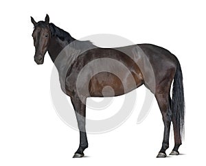Belgian Warmblood horse, 5 years old