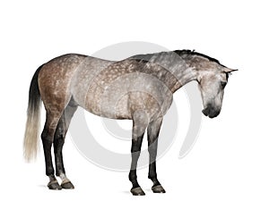 Belgian Warmblood horse, 6 years old, standing photo