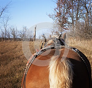 Belgian work horse