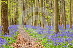 Belgium forest hallerbos in the spring with english bluebells an