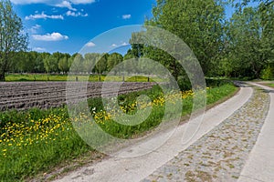 Belgium in spring. Winding Macadam road, trees, fields and buttercups