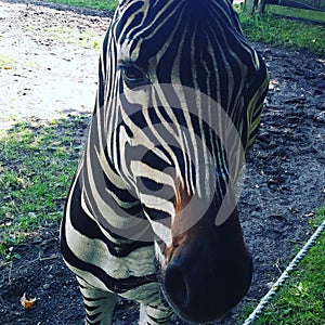 Zebra inyourface upcloseandpersonal