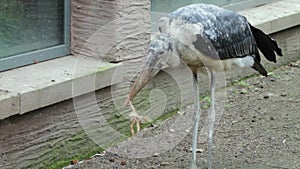 Belgium Zoo Exploration: Marabou Stork in Captivating Close-Up