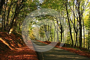 Belgrad Forest photo