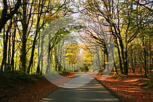 Belgrad Forest photo