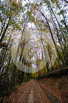 Belgrad Forest, ÃÂ°stanbul Turkey photo