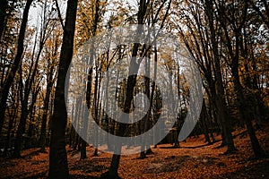 Belgrad Forest, ÃÂ°stanbul Turkey