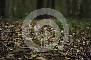 Belgrad Forest Landspace, Turkey