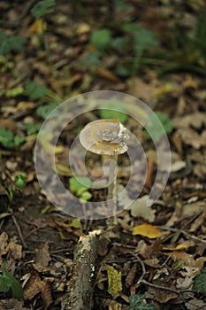 Belgrad Forest Landspace, Turkey