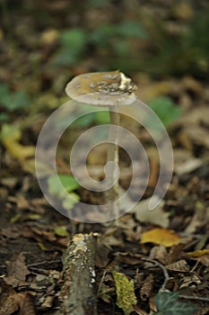 Belgrad Forest Landspace, Turkey