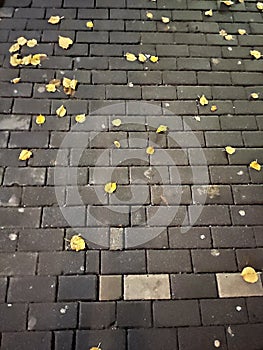 Belgrade city center by night pawement squares and leaves